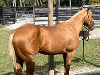 घोड़ा, Quarter Horse — फ़ोटो 1