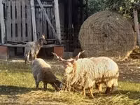 Schaf, Racka sheep — Foto 1