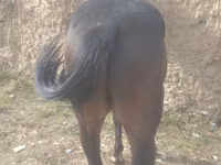 Yegua, Caballos — foto 3