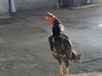 Chickens — Foto 3