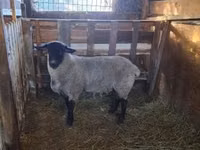 Widder, White Suffolk sheep — Foto 3