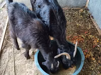 母山羊, Goats — 照片 1