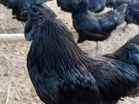 Ayam Cemani — Foto 1