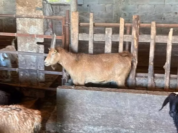 Cabra, Cabras