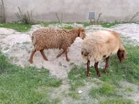 Schaf, Schafe — Foto 4