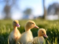 ليندا — الصورة 7