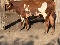 Бұқа, Swiss cattle — 3-сурет