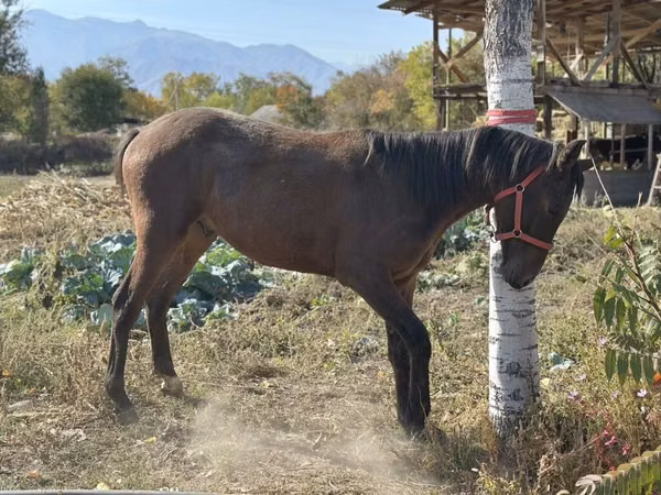 Hengst, Kyrgyz Horse