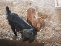 Billy Goat, Goats — photo 6