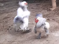 Brahma — Foto 1