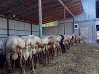 كبش, Rhon sheep — الصورة 4