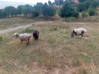 Schaf, Kazakh meat-wool sheep — Foto 4