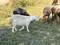 Ziege, Nubian Goat — Foto 4