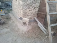 Койлор (партия, жынысы көрсөтүлгөн эмес), Койлор — сүрөт 4