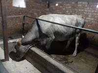 Cow, Alatau breed — photo 6