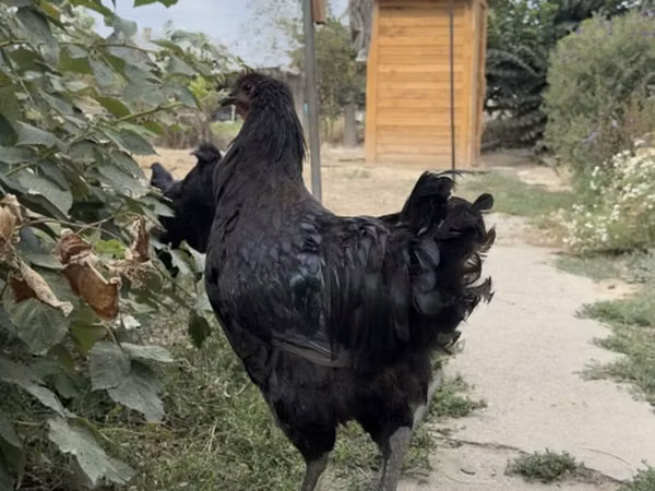 Джерсийский гигант
