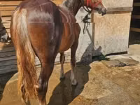 Mare, Horses — photo 3