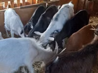 Ziegenbock, Ziegen — Foto 6