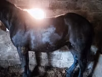 خيول (دفعة، الجنس غير محدد), Horse breed — الصورة 8