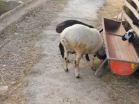 Widder, Schafe — Foto 6