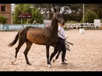 Aygʻir, Akhal-Teke — 2-rasm