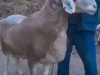Ram, Sheep — photo 3