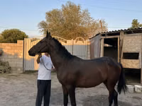 公马, Horses — 照片 1