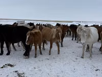 Кобыла, Породы лошадей — фото 2