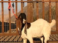 تيس, Gulabi goats — الصورة 1