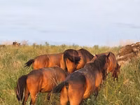 خيول (دفعة، الجنس غير محدد), Kazakh horse — الصورة 6