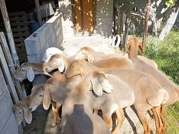 Кой, Арашан