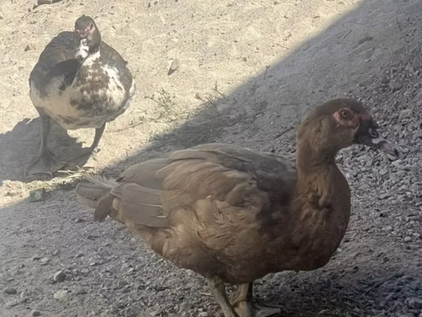 Ducks — Kirgisistan