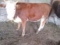 بقرة, Simmental cattle — الصورة 3
