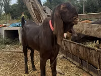 Ziegenbock, Nubian Goat — Foto 2