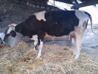 गाय, Latvian Blue cattle — फ़ोटो 1
