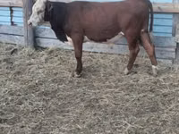 ثور, Simmental cattle — الصورة 3