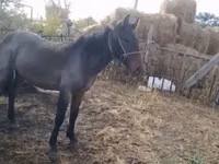 Hengst, Kazakh horse — Foto 3