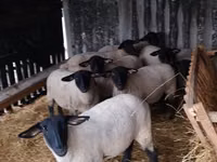 Schafe (Partie, Geschlecht nicht angegeben), White Suffolk sheep — Foto 2