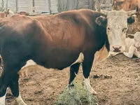 गाय, हेरफोर्ड — फ़ोटो 2