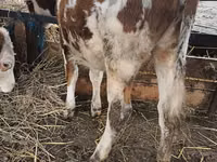 Bulle, Simmental cattle — Foto 2