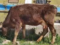 Kuh, Alatau-Rasse — Foto 2