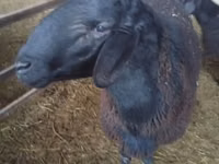 Widder, Hissar sheep — Foto 6