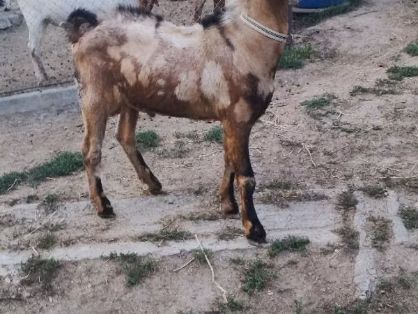Taka, Nubian Goat
