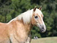 Hengst, Haflinger — Foto 3