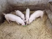 母猪, Pigs — 照片 2