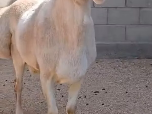 Sheep, Arashan sheep