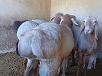 Widder, Arashan sheep — Foto 2