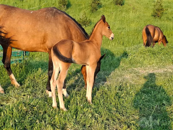 Hengst, Akhal-Teke