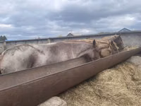 Stute, Arabian horse — Foto 4