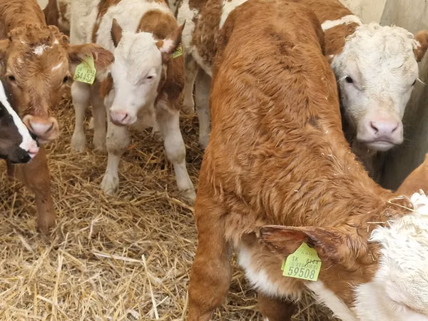 Rinder (Partie, Geschlecht nicht angegeben), Simmental cattle
